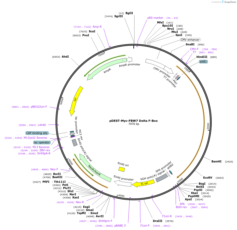 197452-plasmid-map-sequence-id-394892