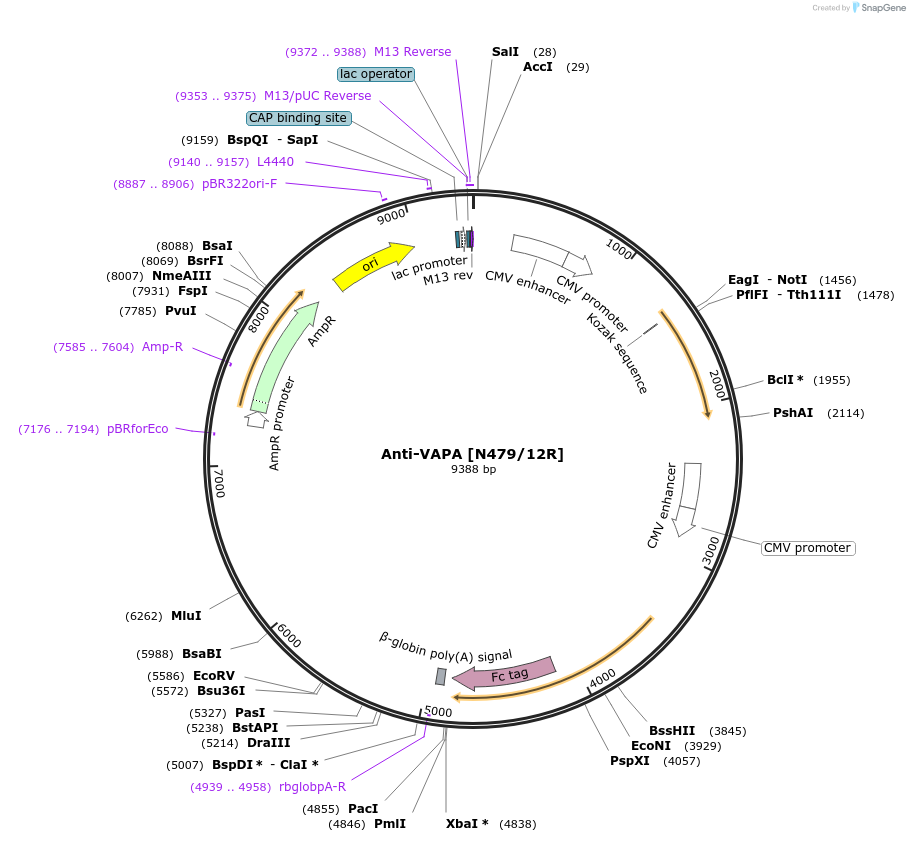 199401-plasmid-map-sequence-id-394893