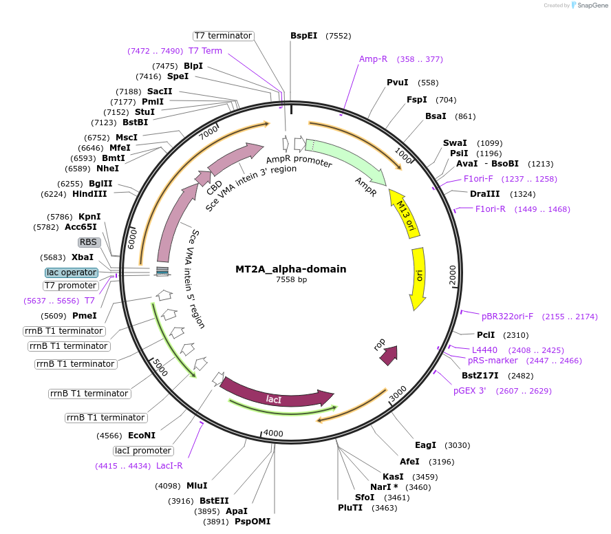 200302-plasmid-map-sequence-id-394898