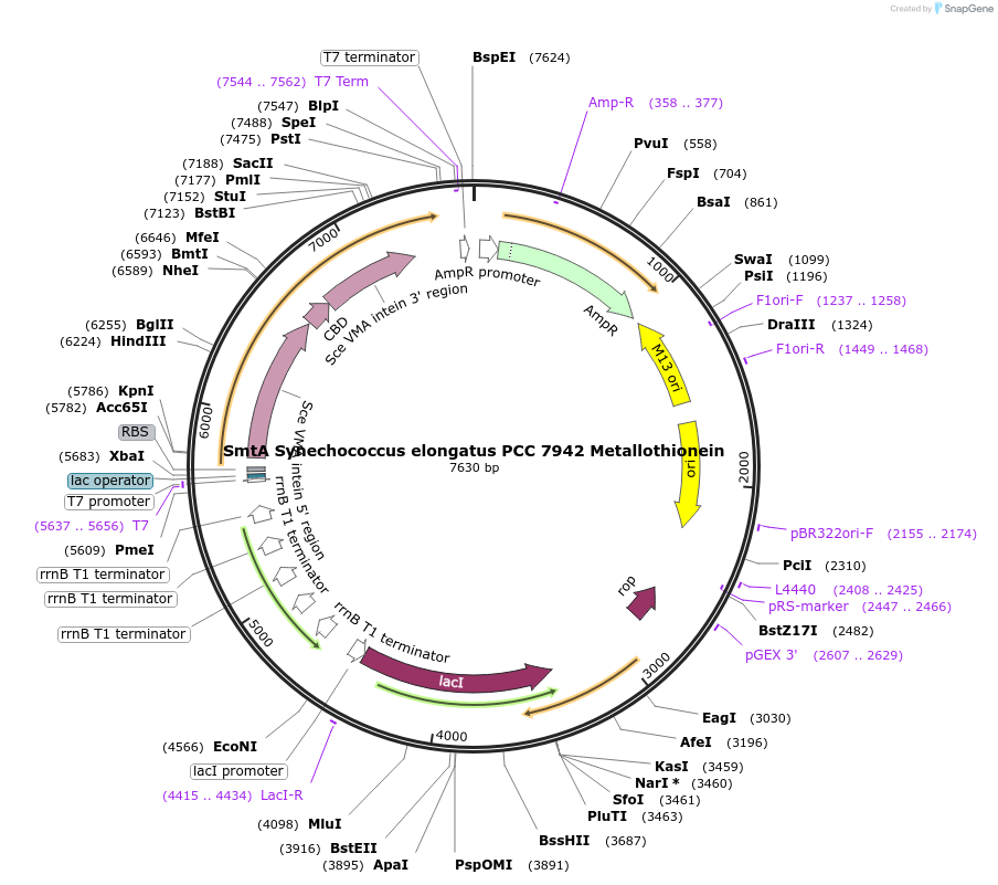 200298-plasmid-map-sequence-id-394900