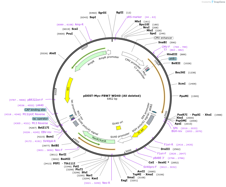 197455-plasmid-map-sequence-id-394905