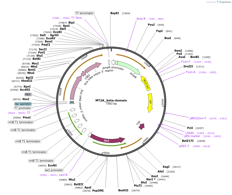 200300-plasmid-map-sequence-id-394907