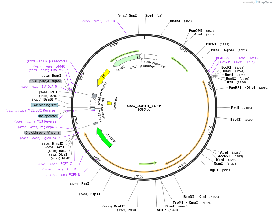 199628-plasmid-map-sequence-id-394910