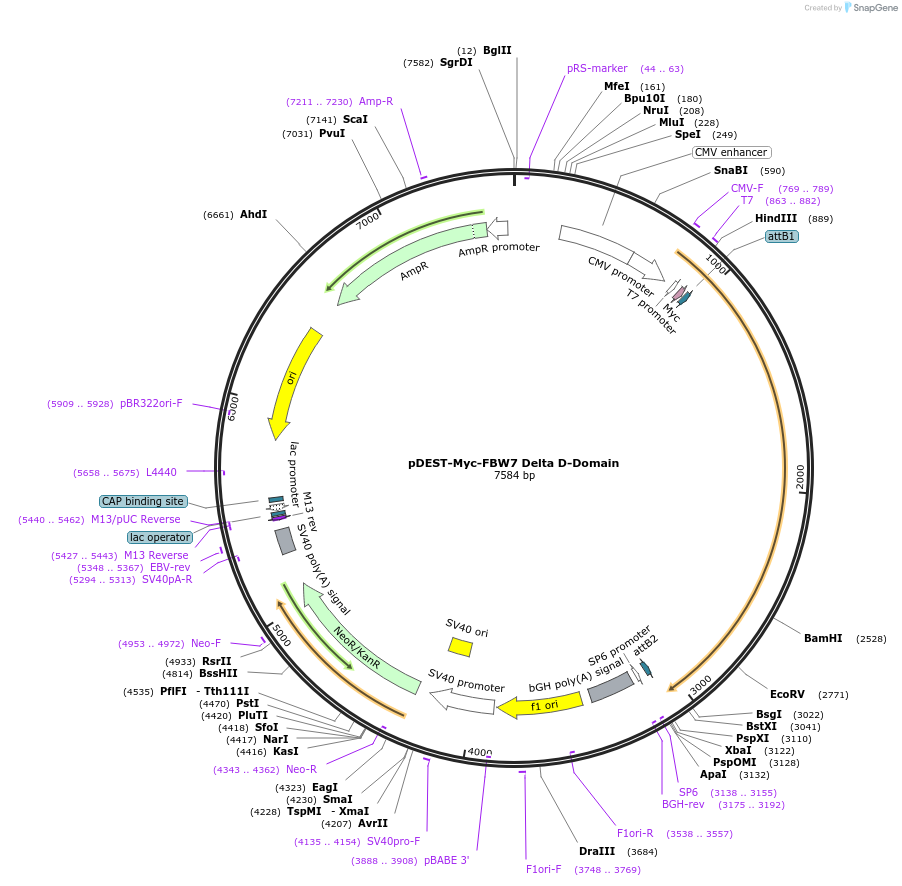 197453-plasmid-map-sequence-id-394913