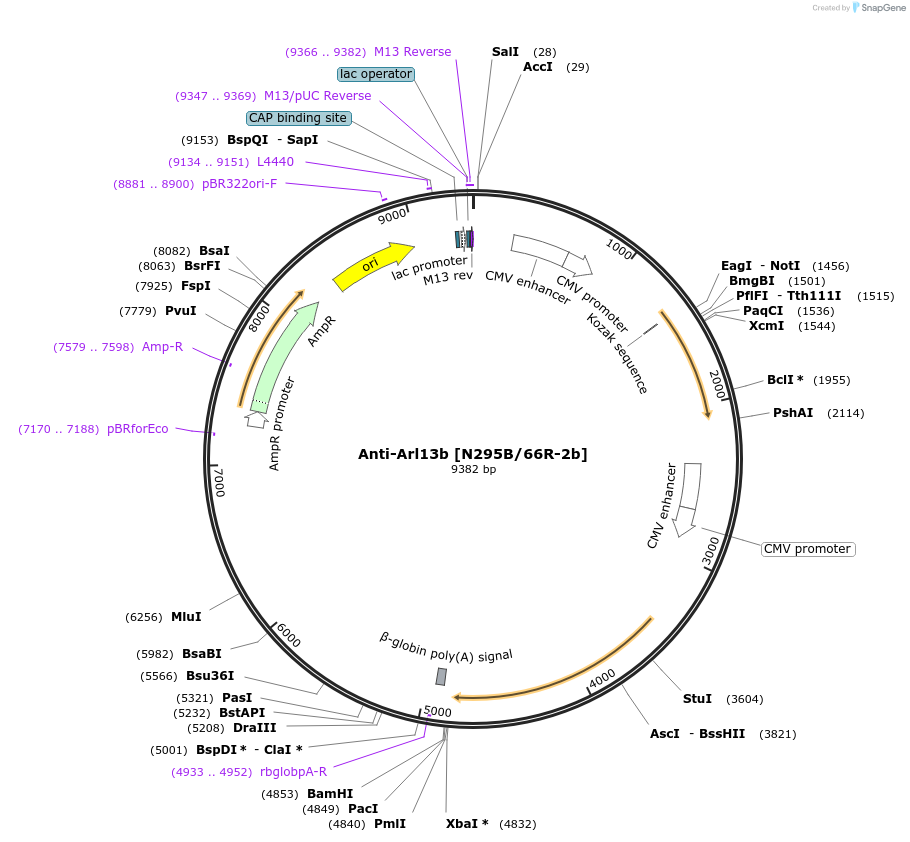 199413-plasmid-map-sequence-id-394915