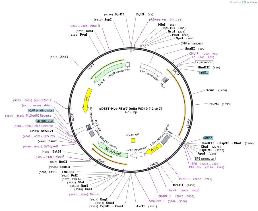 197454-plasmid-map-sequence-id-394916