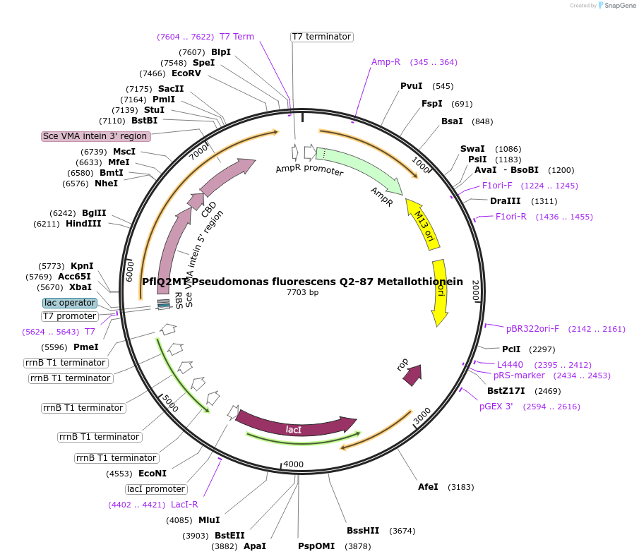 200297-plasmid-map-sequence-id-394920