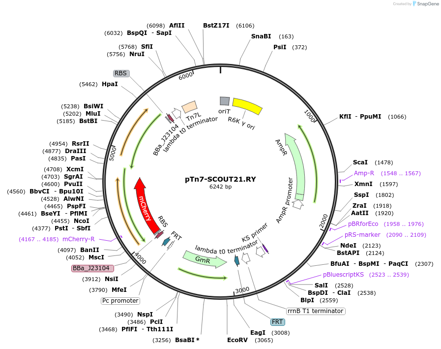 201006-plasmid-map-sequence-id-394921