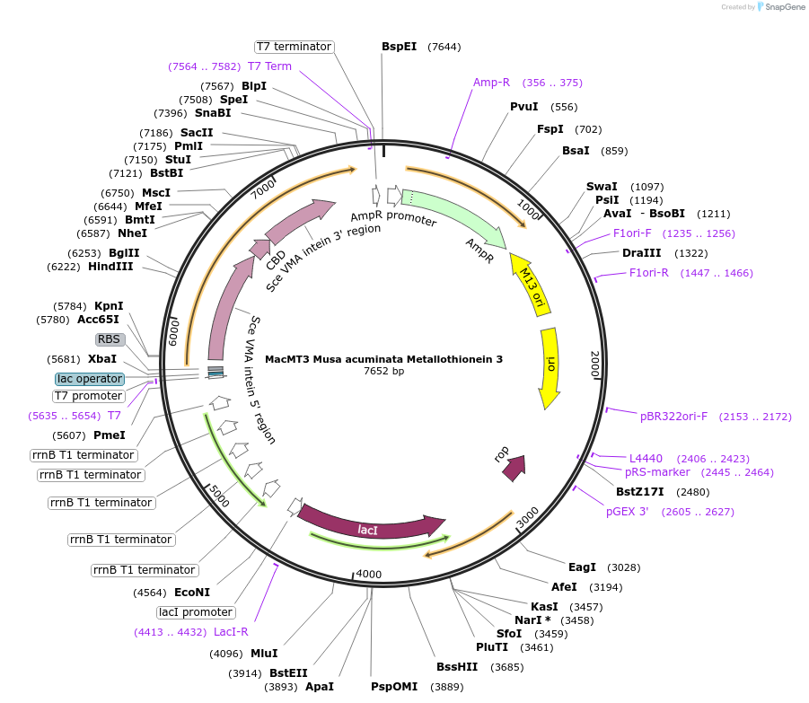 200294-plasmid-map-sequence-id-394922
