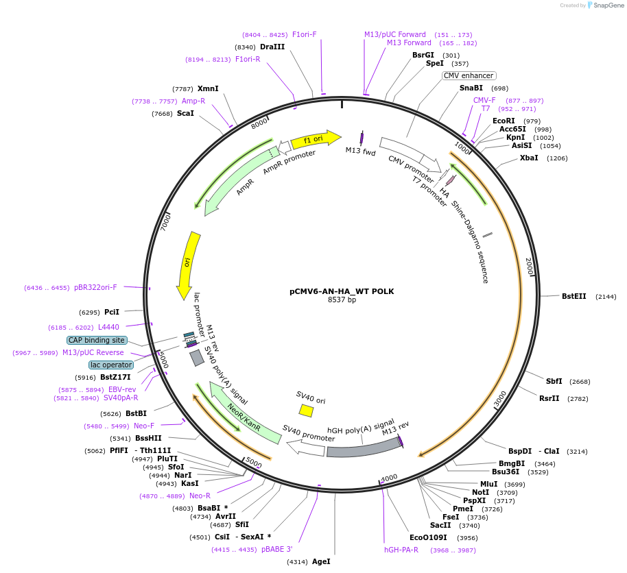 201584-plasmid-map-sequence-id-394925