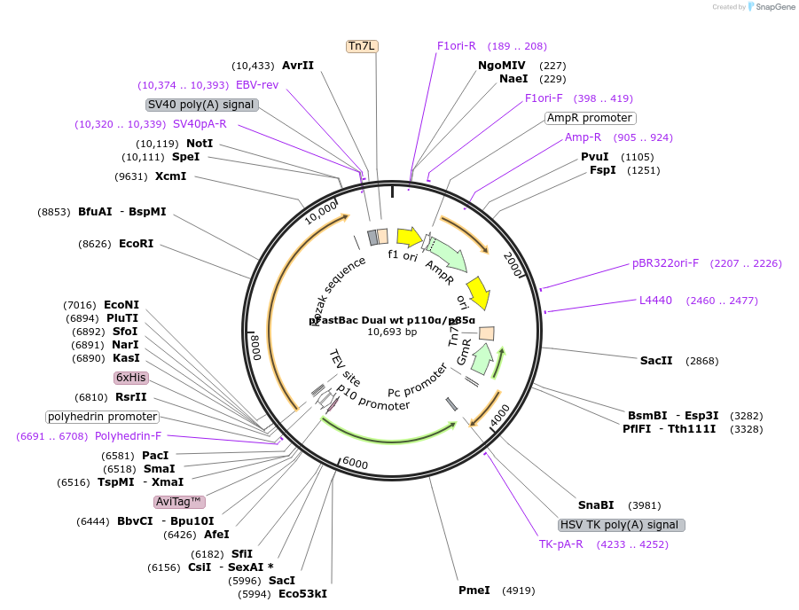 199302-plasmid-map-sequence-id-394971
