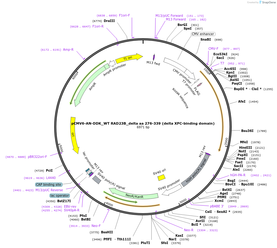 201547-plasmid-map-sequence-id-395051
