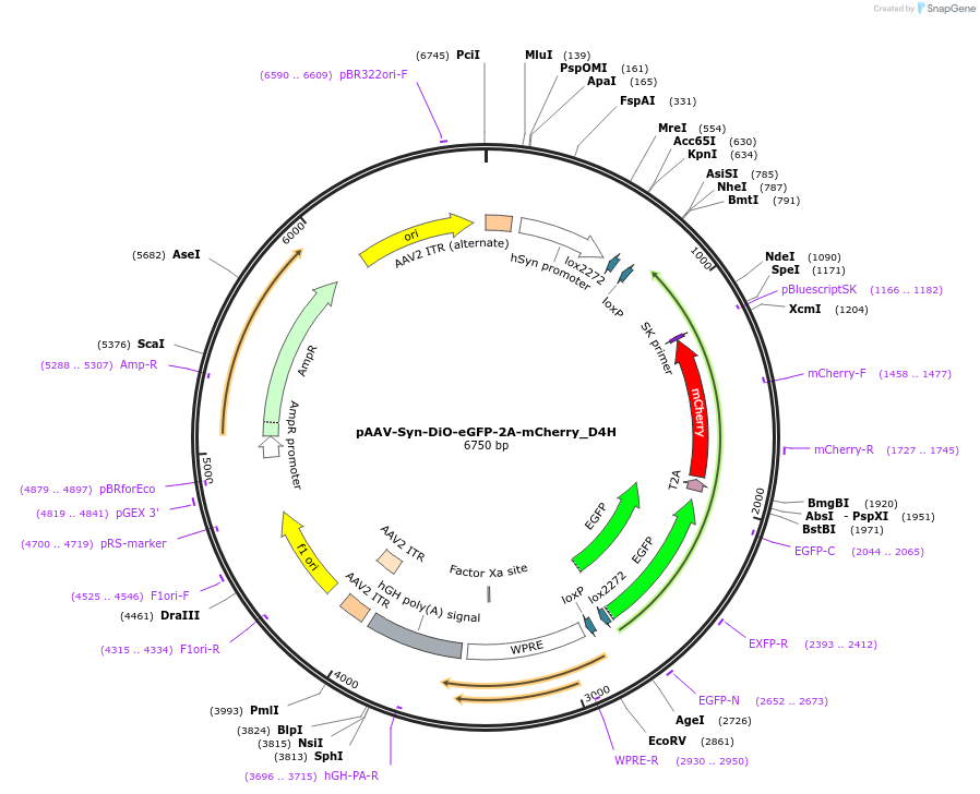 194880-plasmid-map-sequence-id-395052