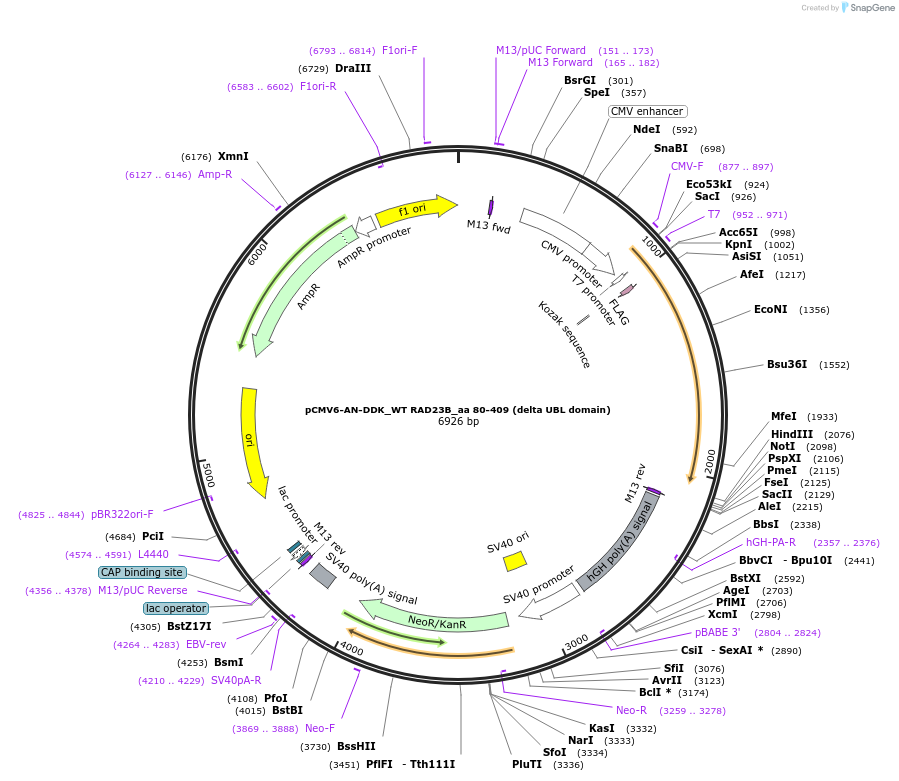 201545-plasmid-map-sequence-id-395054