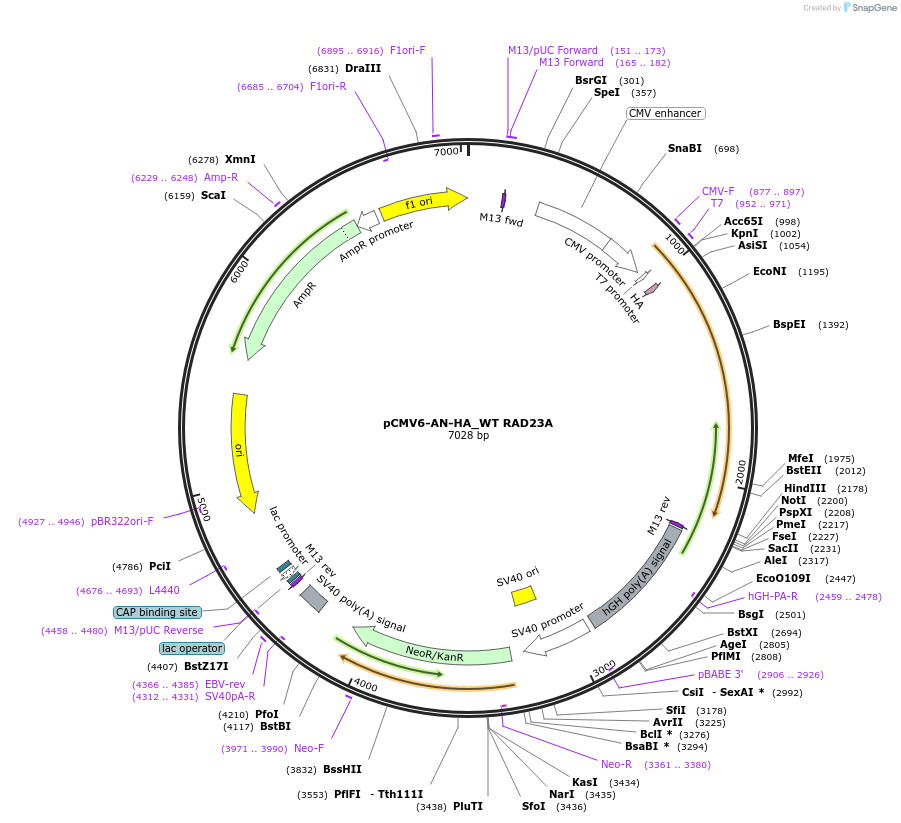 201458-plasmid-map-sequence-id-395055