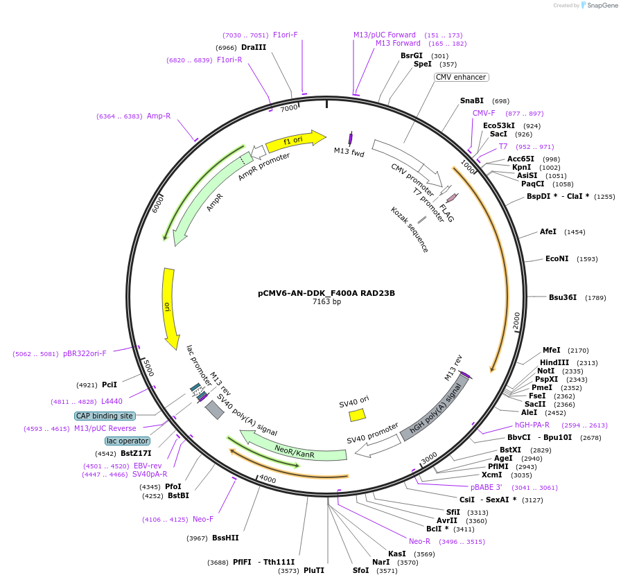 201581-plasmid-map-sequence-id-395060