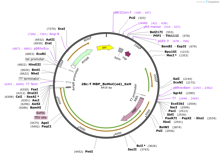 186461-plasmid-map-sequence-id-395075