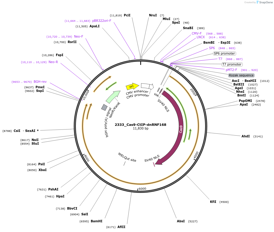 200254-plasmid-map-sequence-id-395127