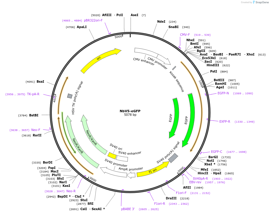 201473-plasmid-map-sequence-id-395128