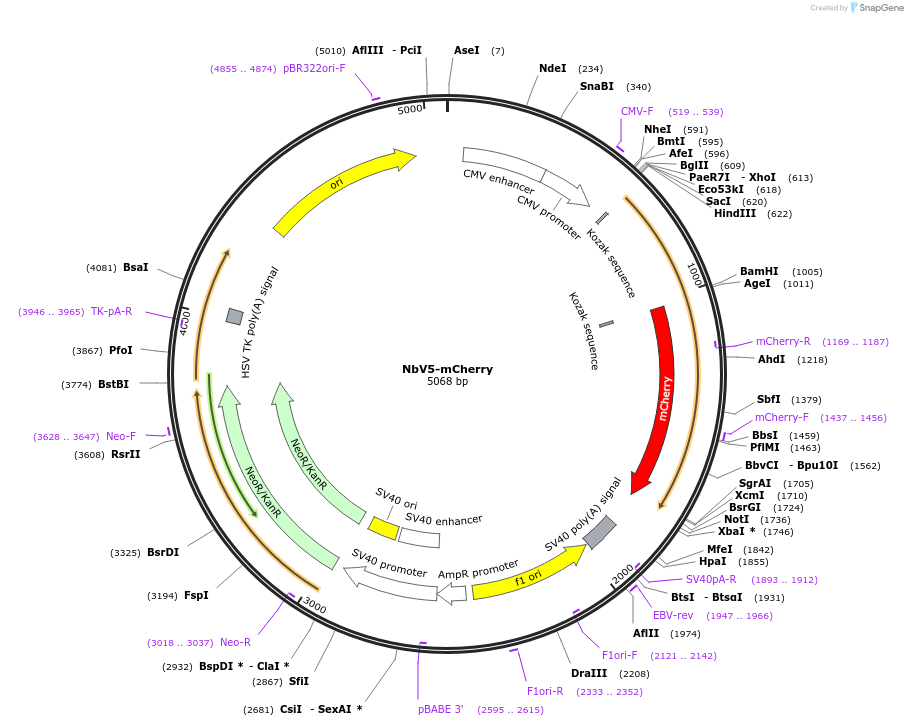 201474-plasmid-map-sequence-id-395129