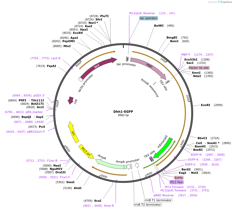 201418-plasmid-map-sequence-id-395171