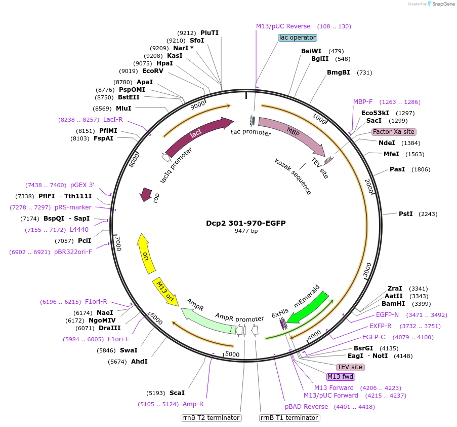 201429-plasmid-map-sequence-id-395172
