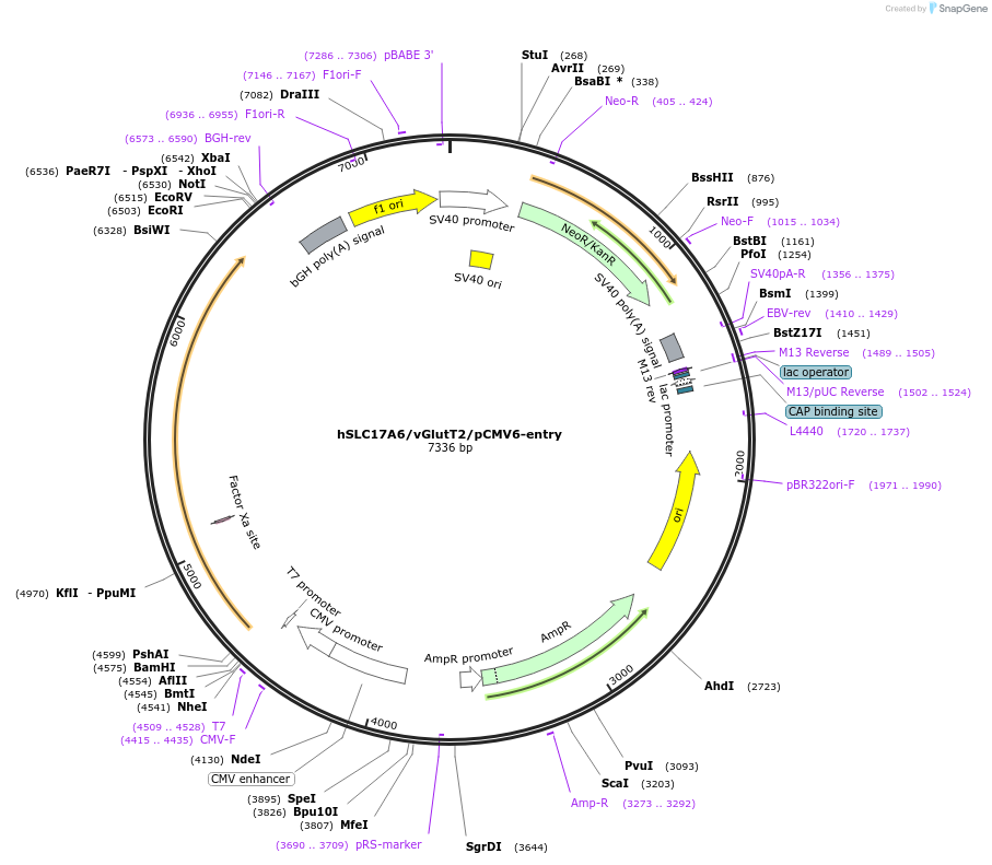 196939-plasmid-map-sequence-id-395174