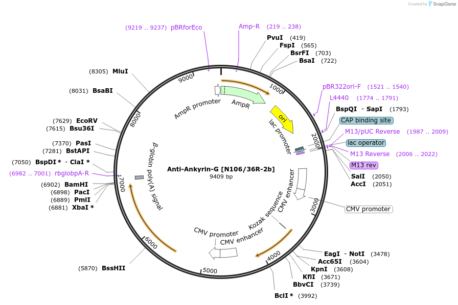 199407-plasmid-map-sequence-id-395175