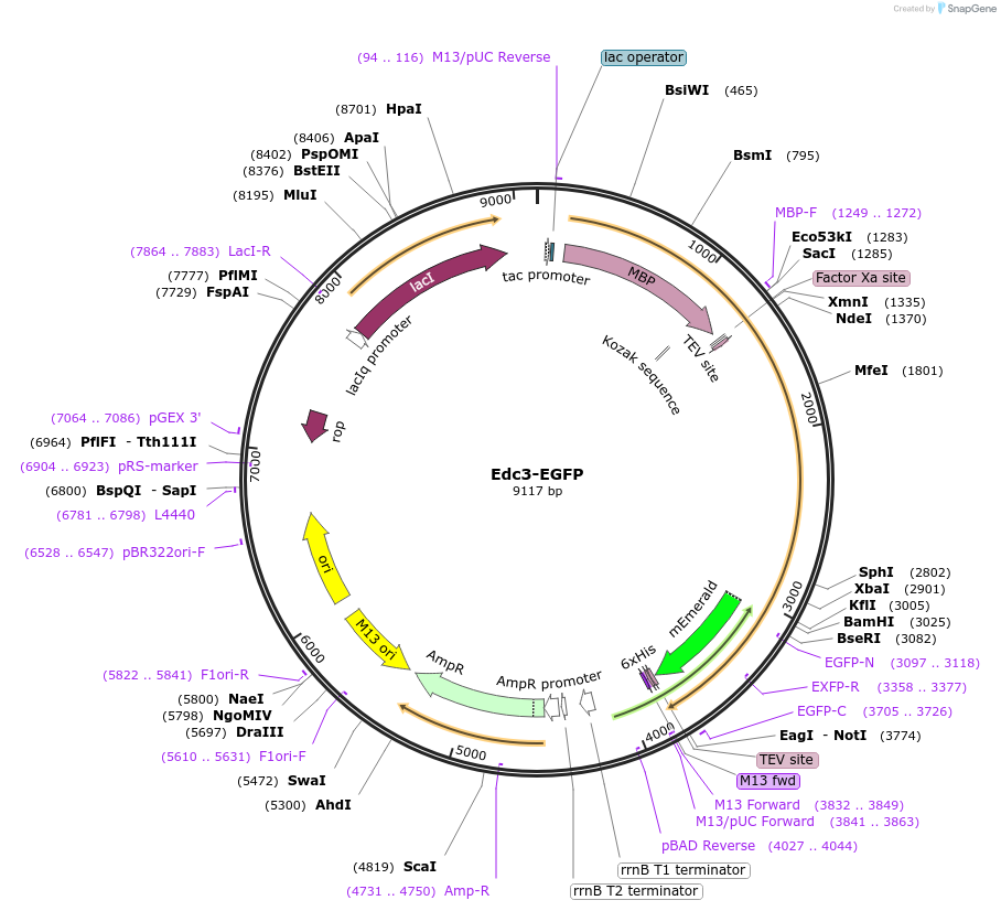 201419-plasmid-map-sequence-id-395187
