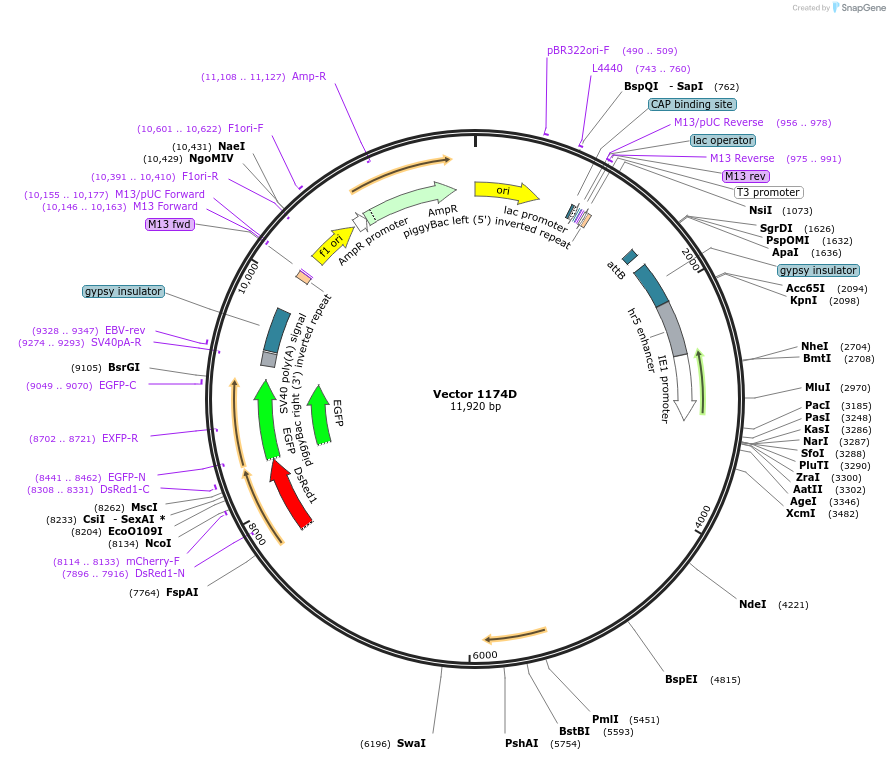 200012-plasmid-map-sequence-id-395199