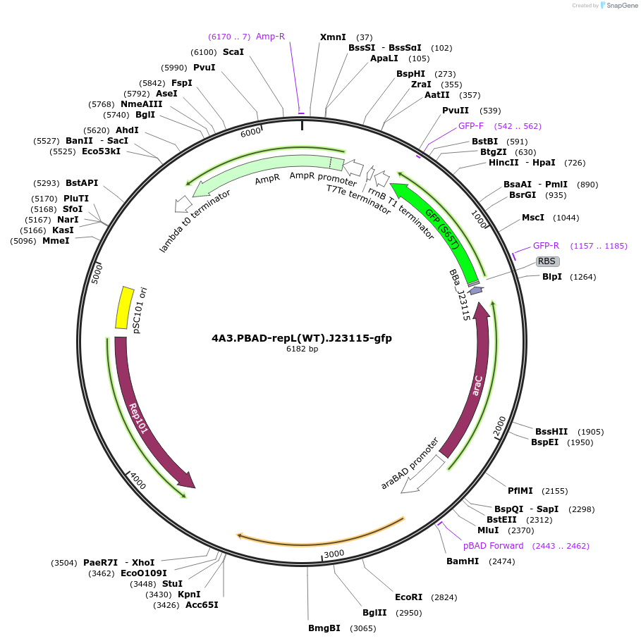 197872-plasmid-map-sequence-id-395257
