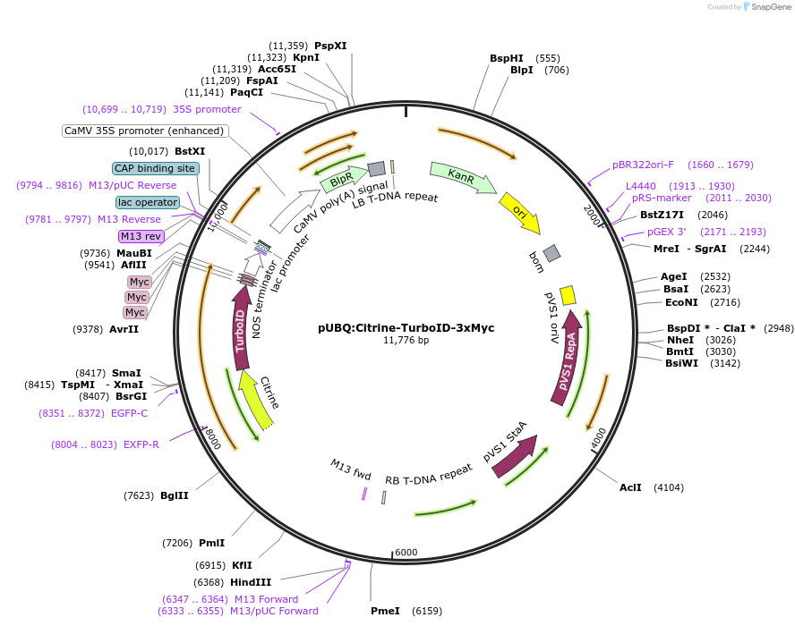 199244-plasmid-map-sequence-id-395324