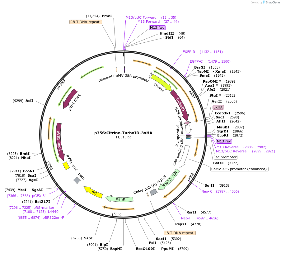 199243-plasmid-map-sequence-id-395325