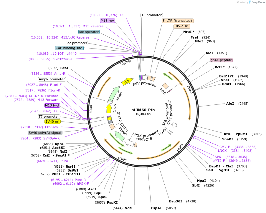 38245-plasmid-map-sequence-id-395350