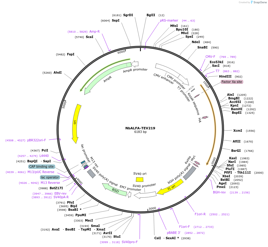 201487-plasmid-map-sequence-id-395357