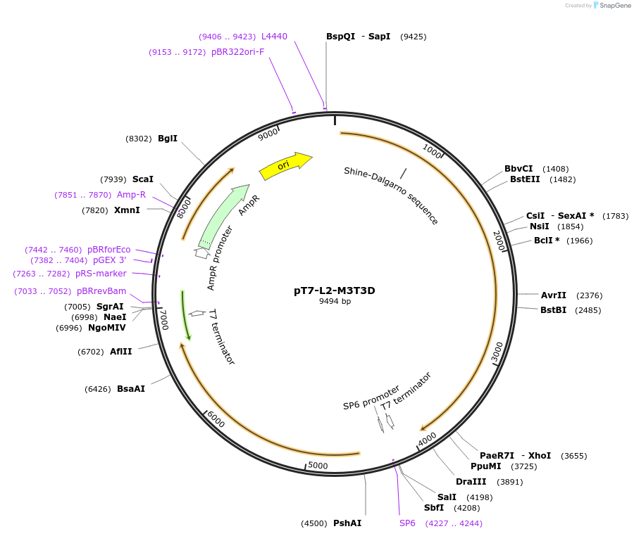 33300-plasmid-map-sequence-id-39537