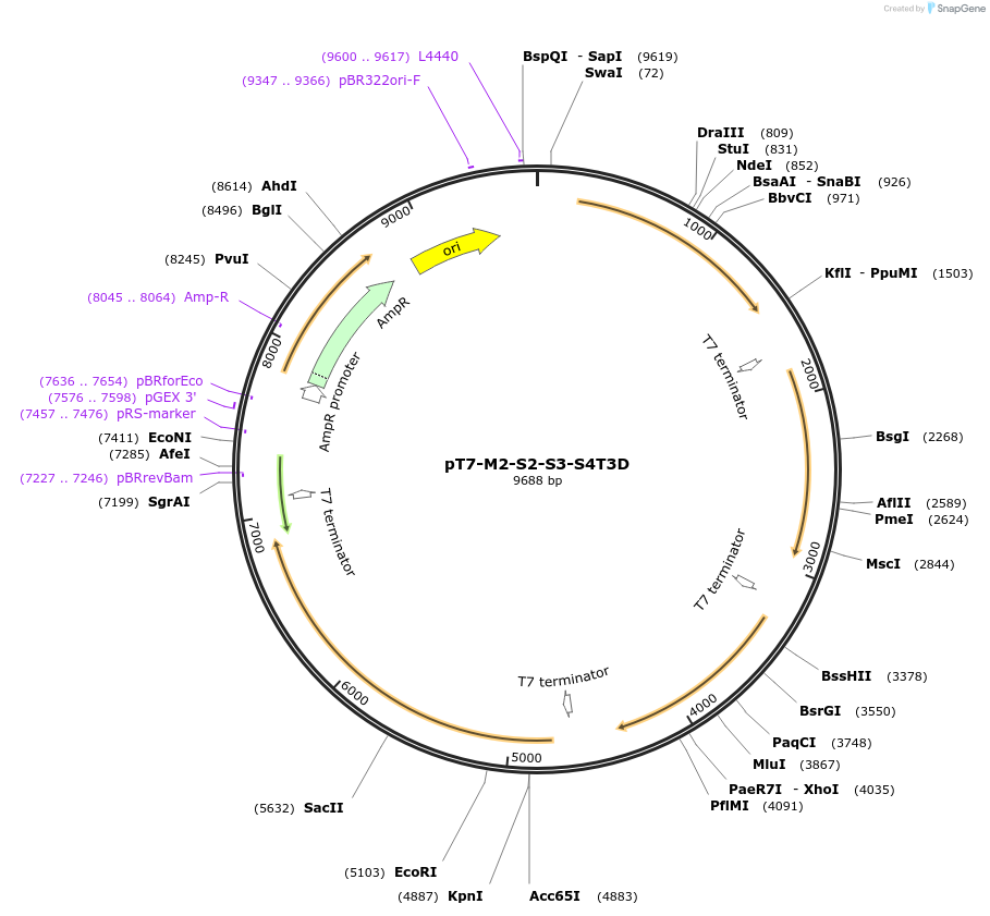 33302-plasmid-map-sequence-id-39539