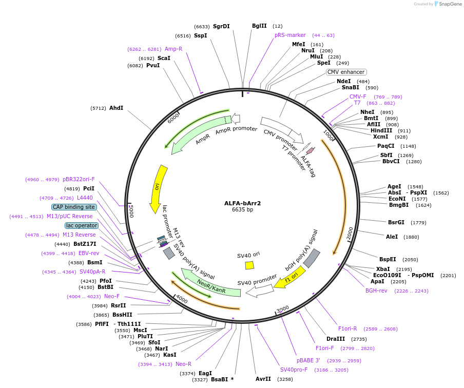 201497-plasmid-map-sequence-id-395411