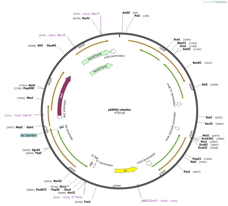 201922-plasmid-map-sequence-id-395413