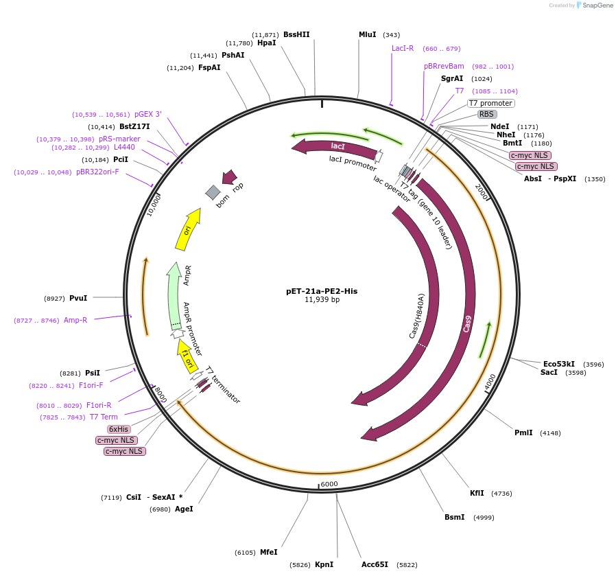 201973-plasmid-map-sequence-id-395414
