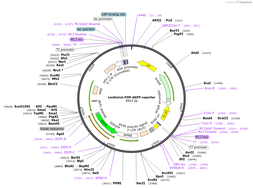 14885-plasmid-map-sequence-id-395416