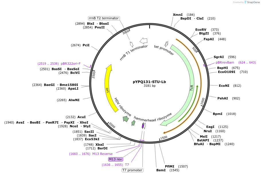 138096-plasmid-map-sequence-id-395417
