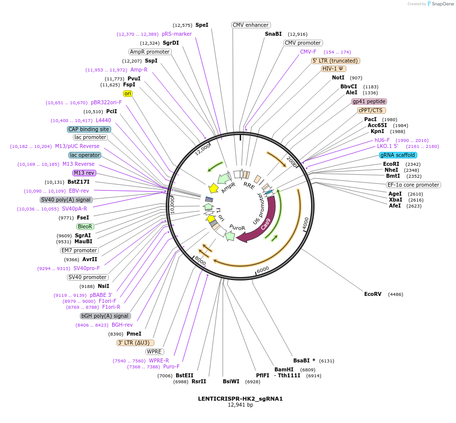 201596-plasmid-map-sequence-id-395501