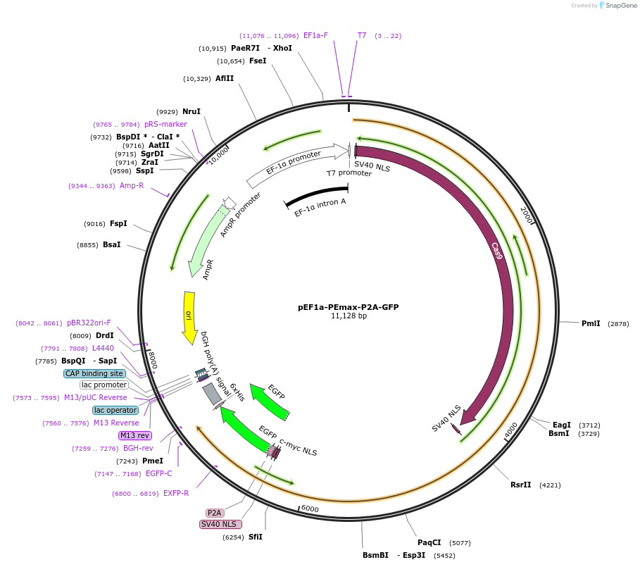 202000-plasmid-map-sequence-id-395506