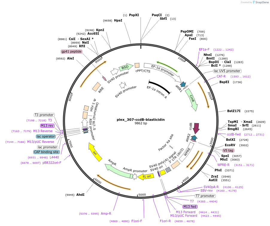 201136-plasmid-map-sequence-id-395507