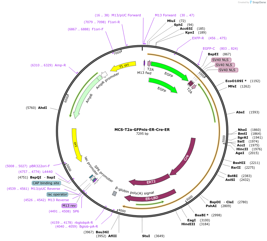 200104-plasmid-map-sequence-id-395519