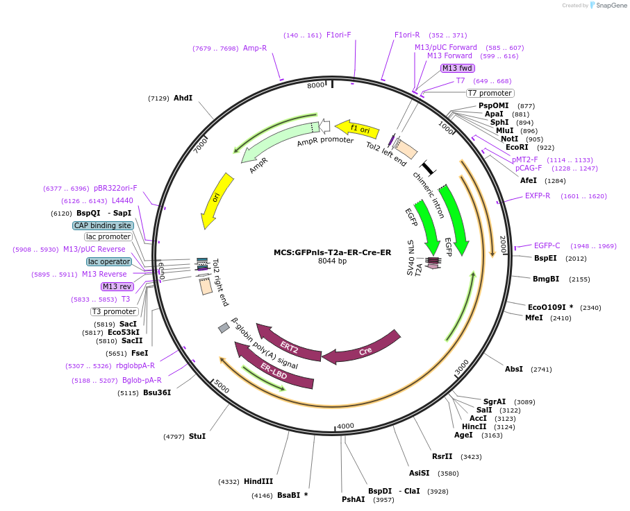 200106-plasmid-map-sequence-id-395520