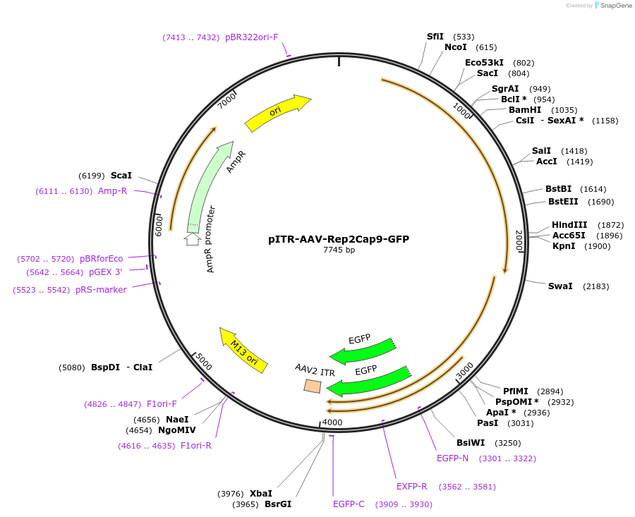 199744-plasmid-map-sequence-id-395623