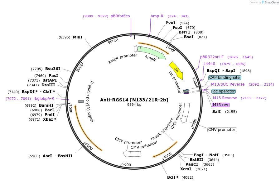 199409-plasmid-map-sequence-id-395634