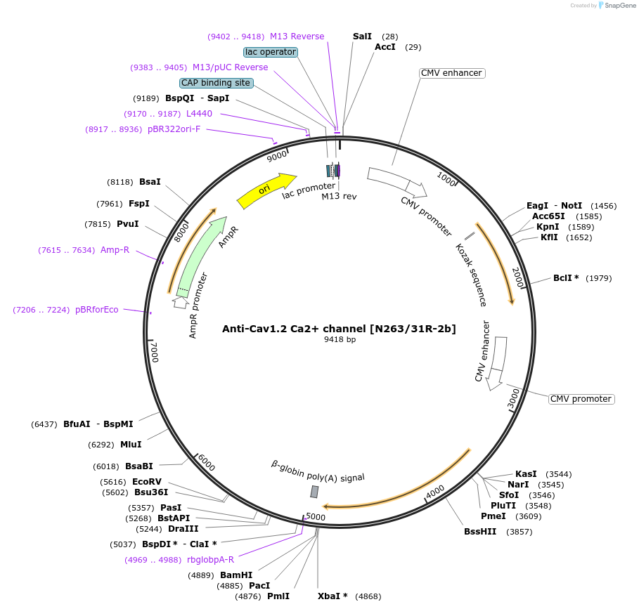 199412-plasmid-map-sequence-id-395640
